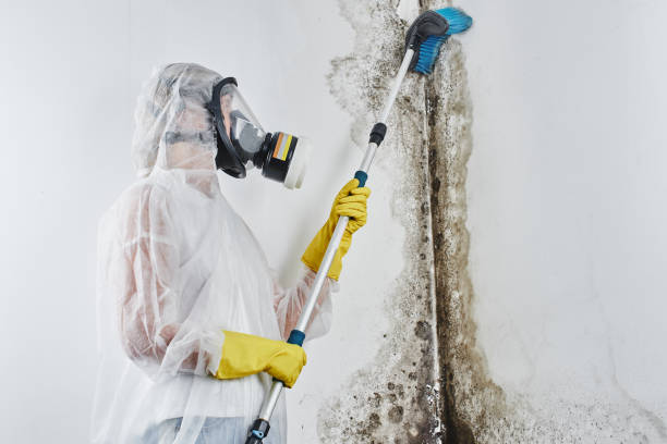 Best Residential Mold Removal  in Gibbon, NE