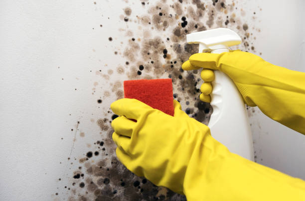 Best Professional Mold Removal  in Gibbon, NE