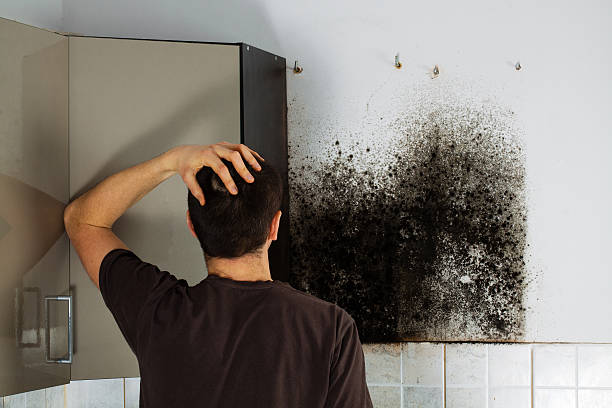 Best Toxic Mold Removal  in Gibbon, NE